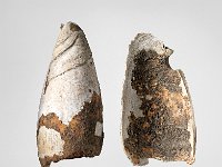 Ame 24  Ame 24, Mexiko Unbestimmt, Schmuckanhänger, Schneckengehäuse, L 7,2 cm, Dm der Durchbohrung ca. 1 cm : Museumsfoto: Claus Cordes, Bestandskatalog Ethnologie